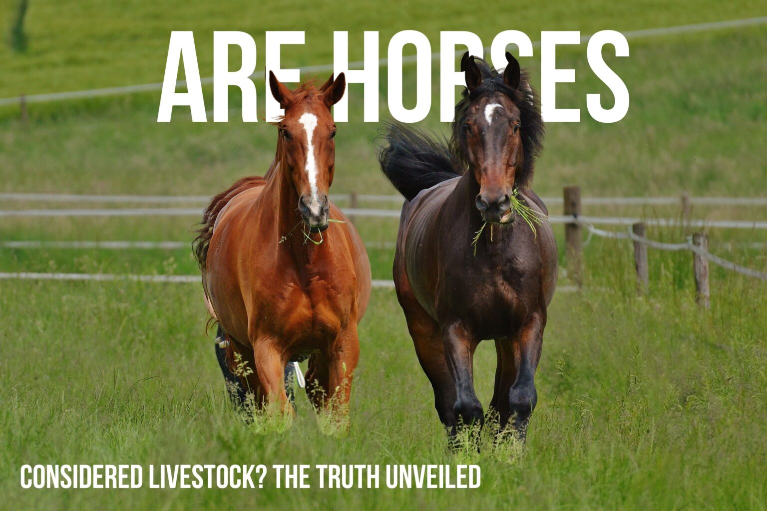 Are Horses Livestock? Unveiling the Truth