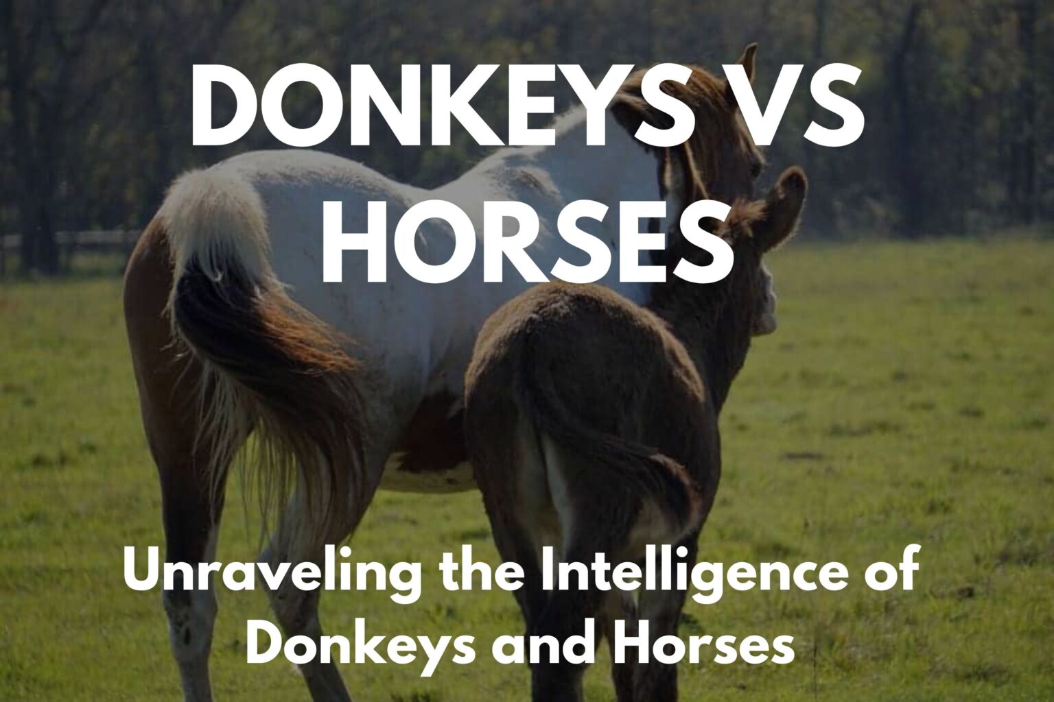 Are donkeys smarter than horses?