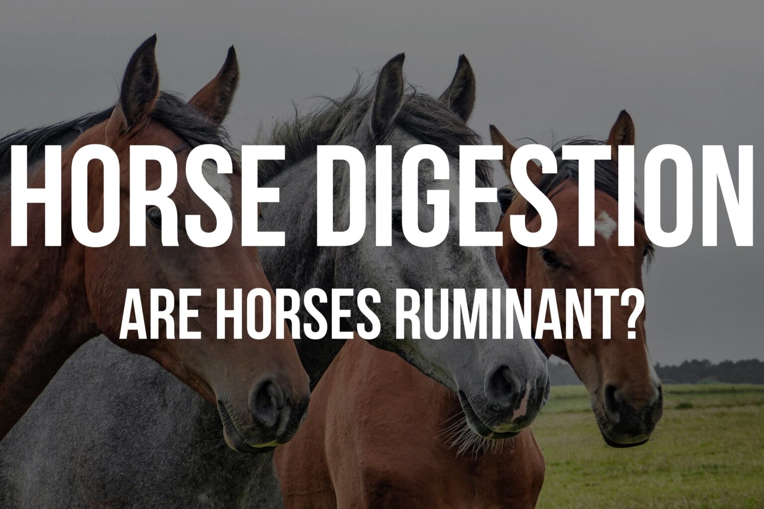 Are Horses Ruminant Animals?