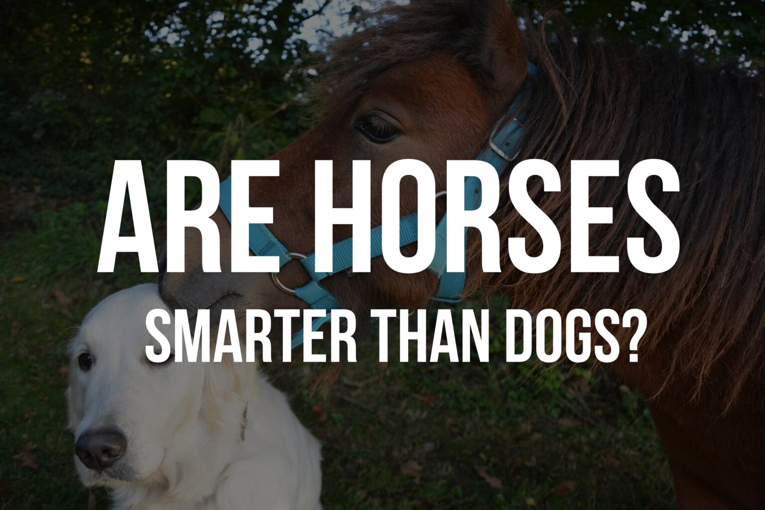 Are Horses Smarter Than Dogs