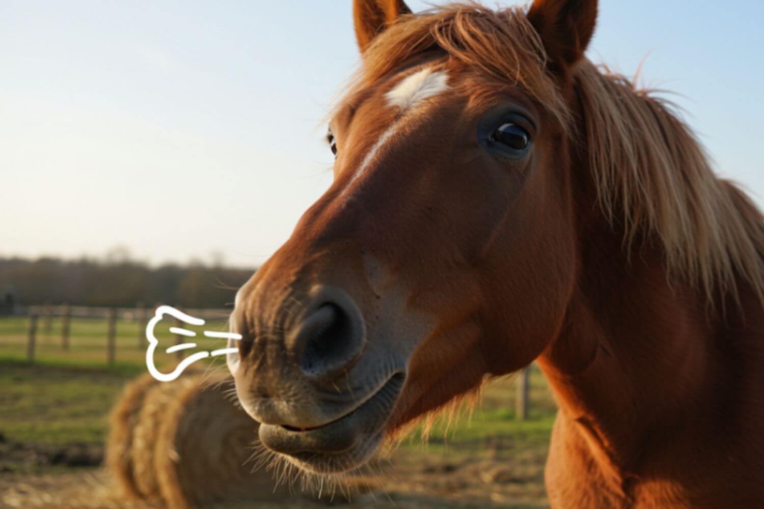 Can Horses Burp? Understanding Equine Digestive Peculiarities