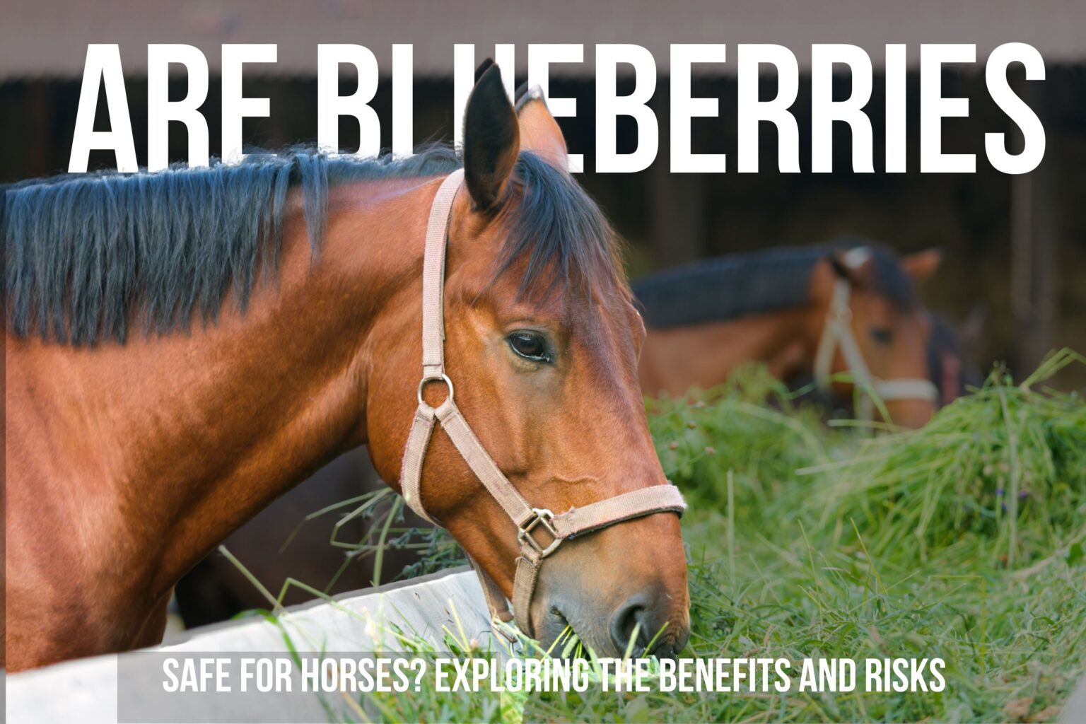 Can Horses Eat Blueberries? A Comprehensive Guide