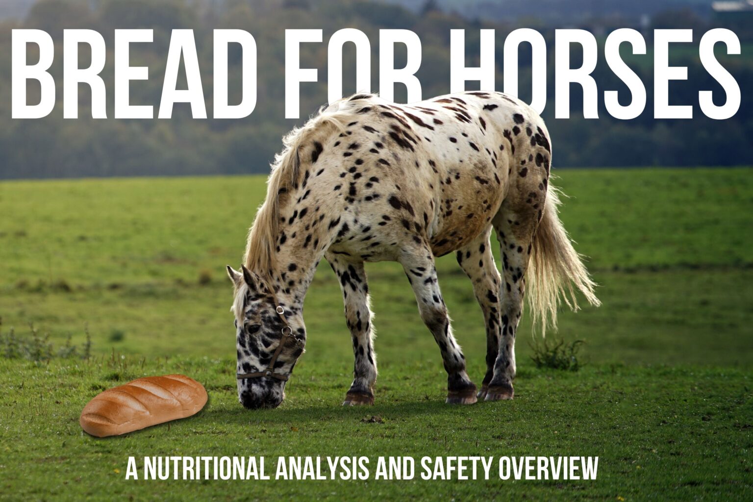 Can Horses Eat Bread? A Comprehensive Guide