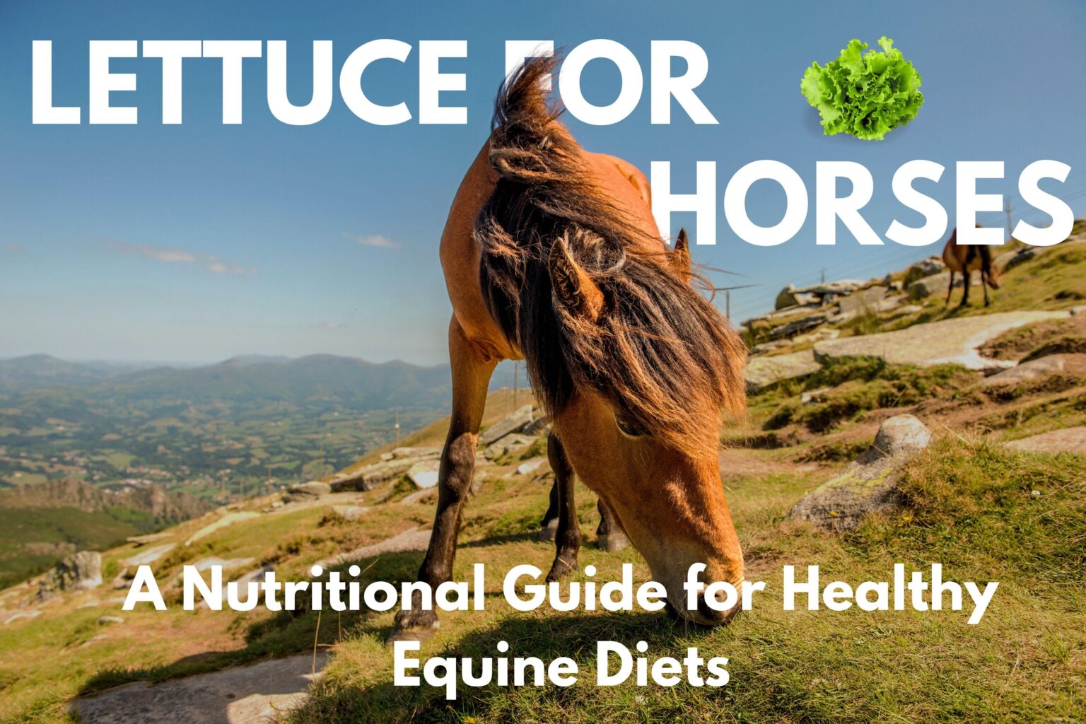 Can Horses Eat Lettuce?