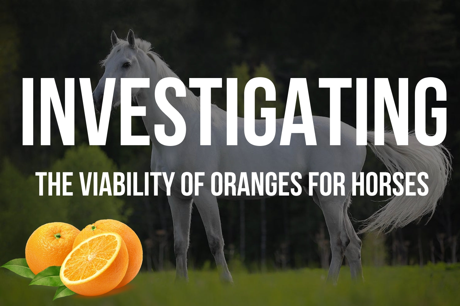 Can Horses Eat Oranges
