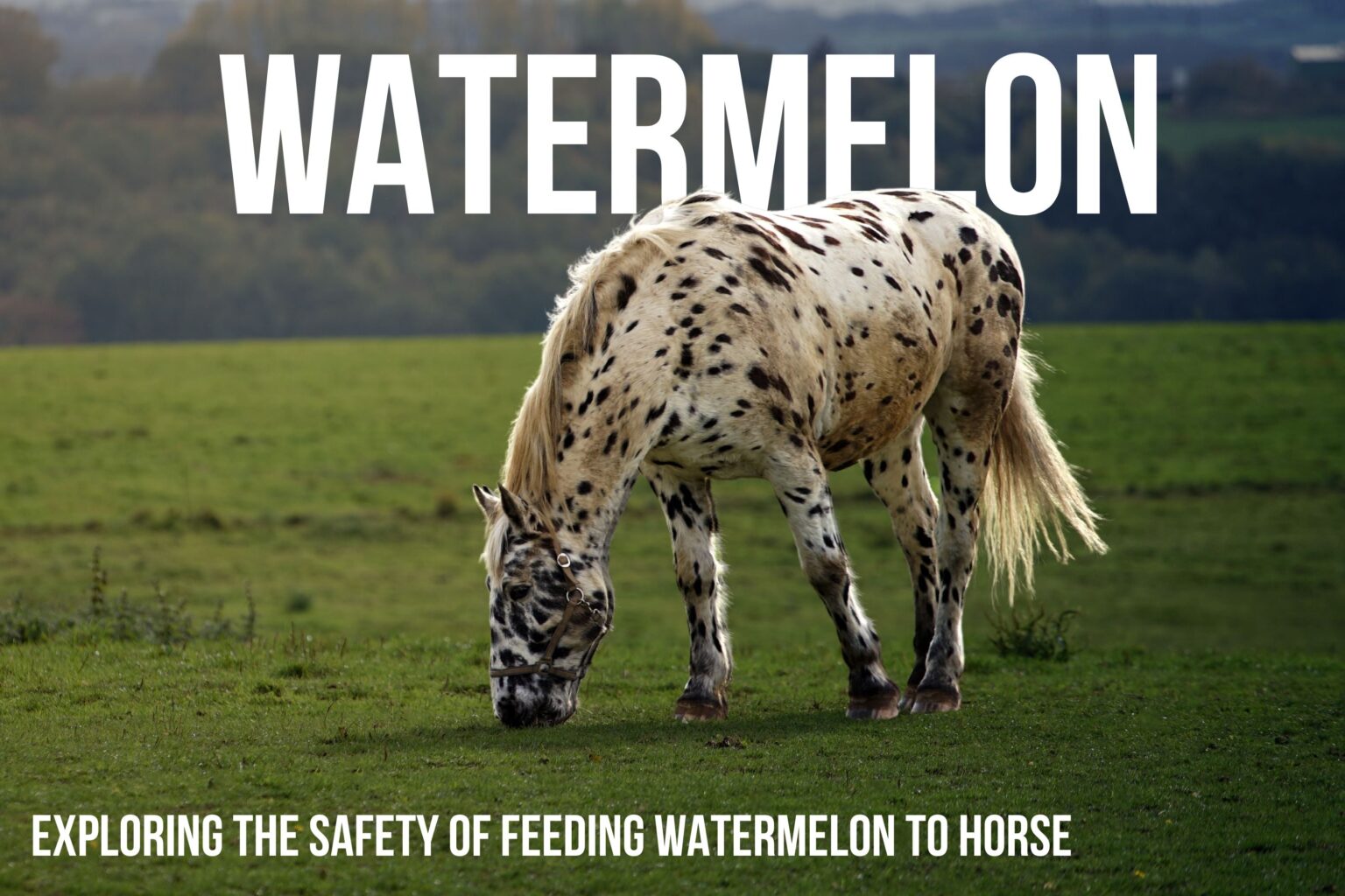 Can Horses Safely Eat Watermelon? A Comprehensive Guide