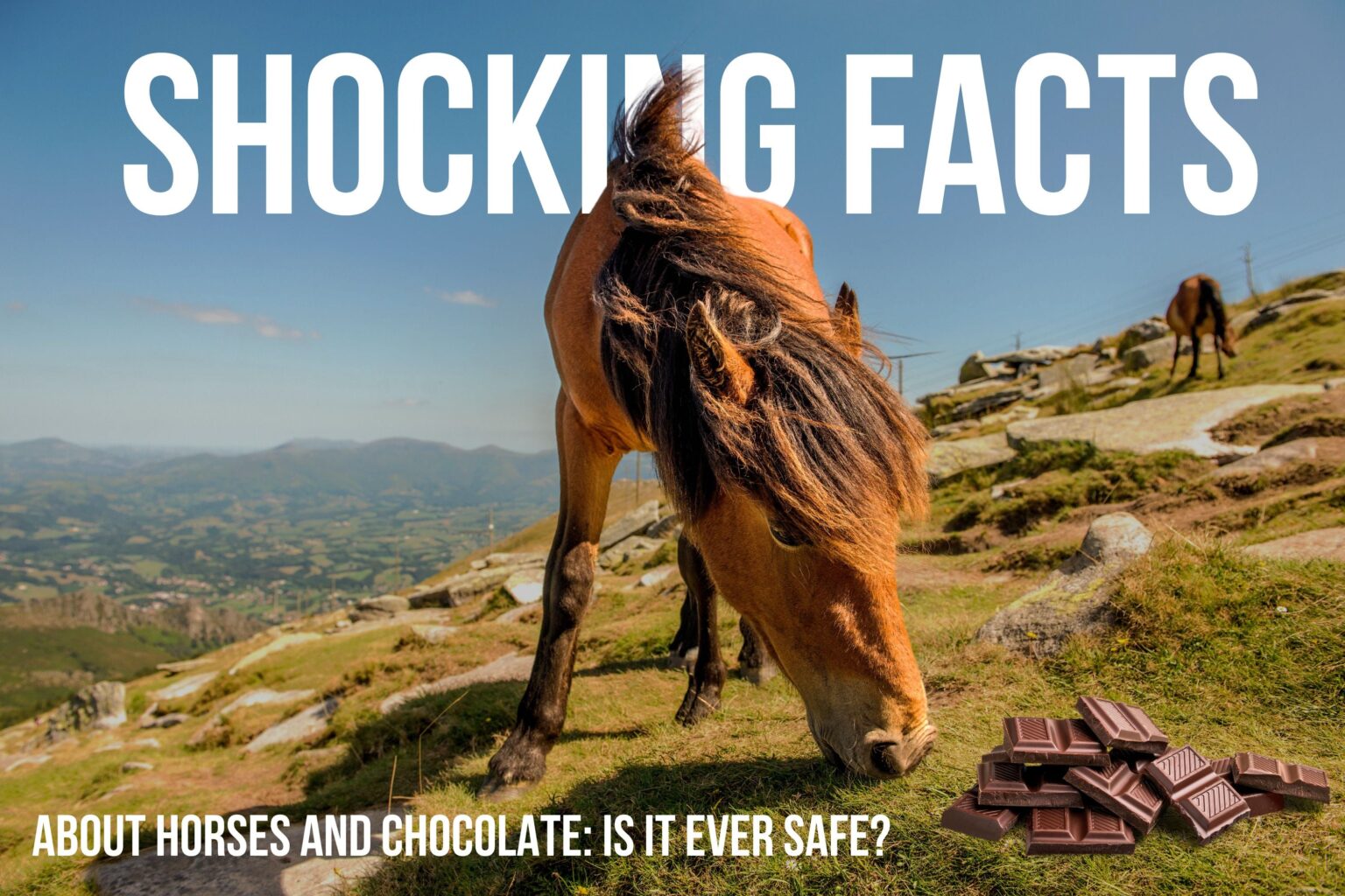 Can horses eat chocolate? An Expert Reveals the Truth