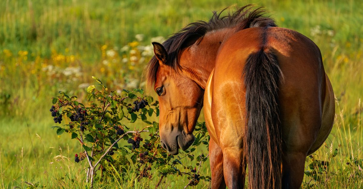 Can Horses Eat Blackberries
