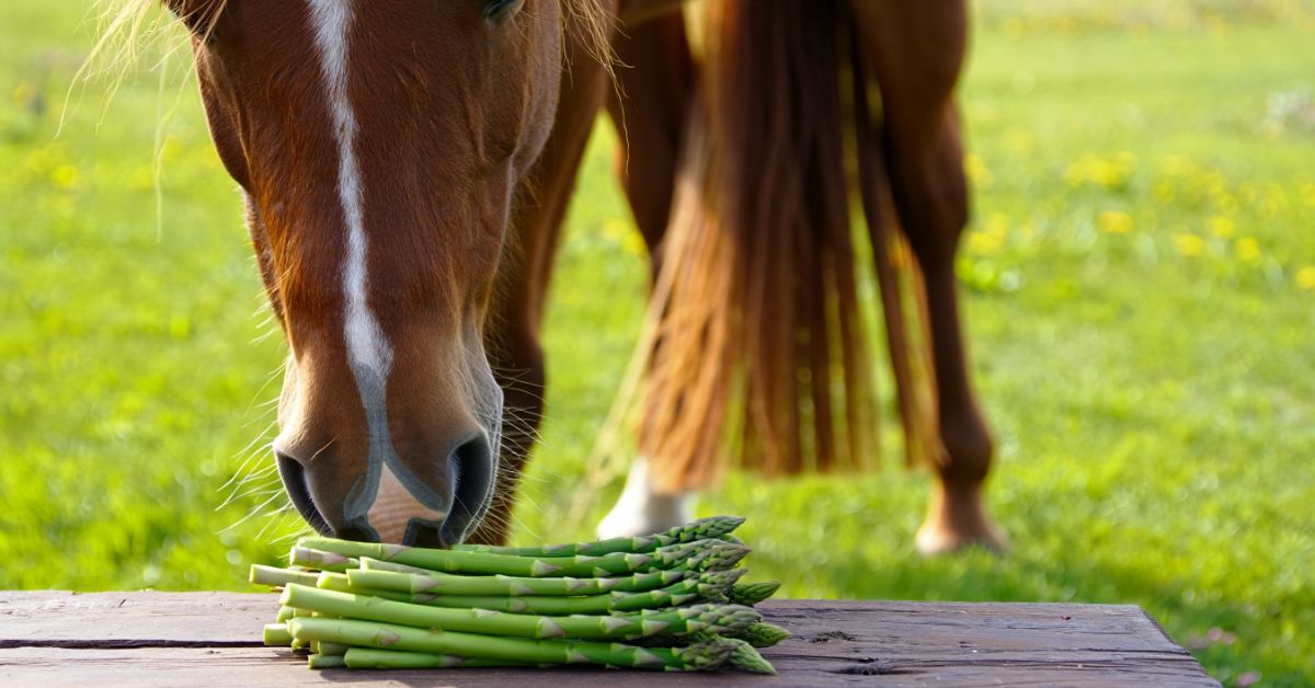 Can Horses Eat Cucumber? The Complete Safety Guide for Horse Owners