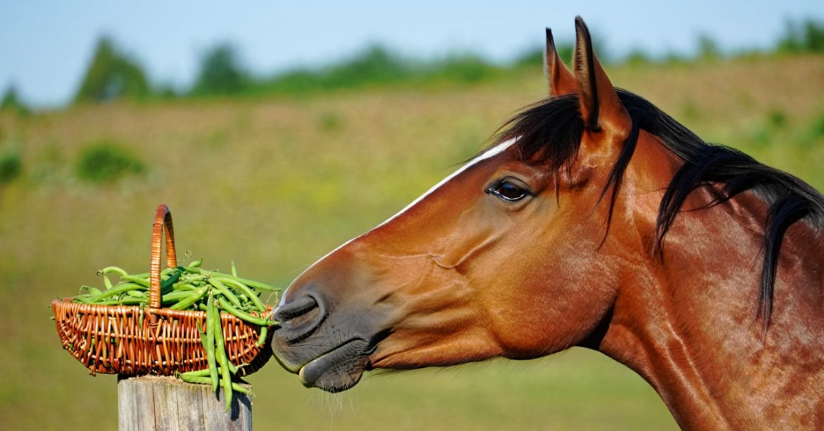 Can Horses Eat Green Beans
