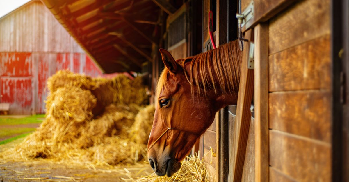 Can Horses Eat Straw