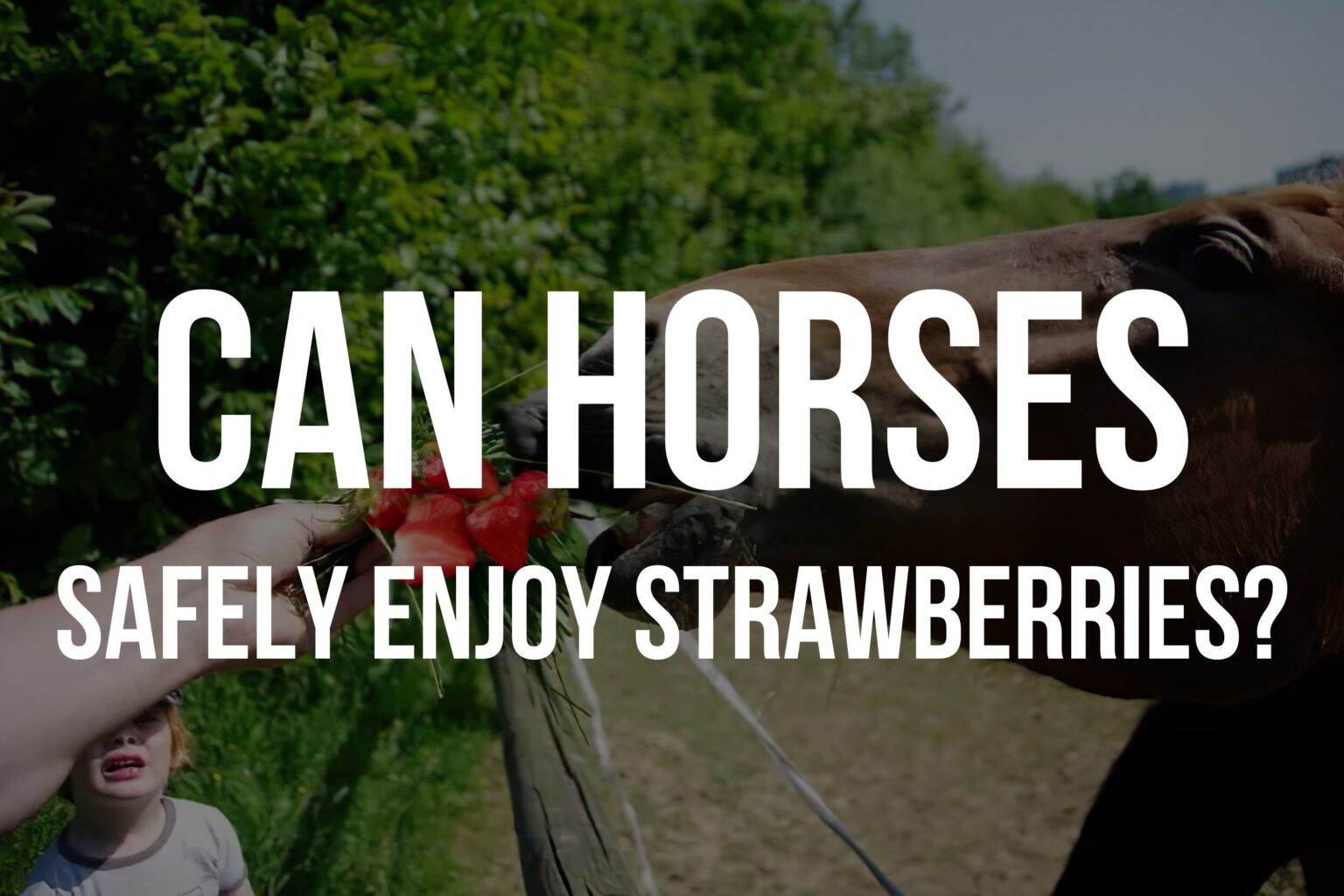 Can Horses Eat Strawberries? Exploring the Safety and Benefits