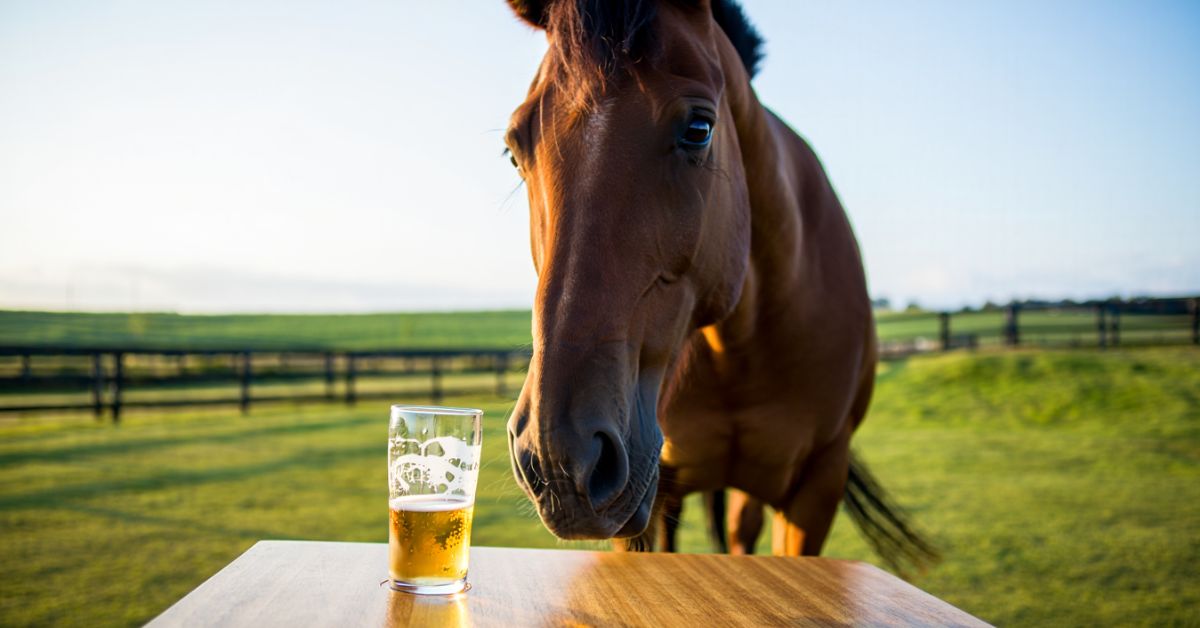 Can Horses Have Beer