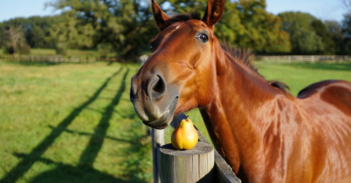 Can Horses Have Pears