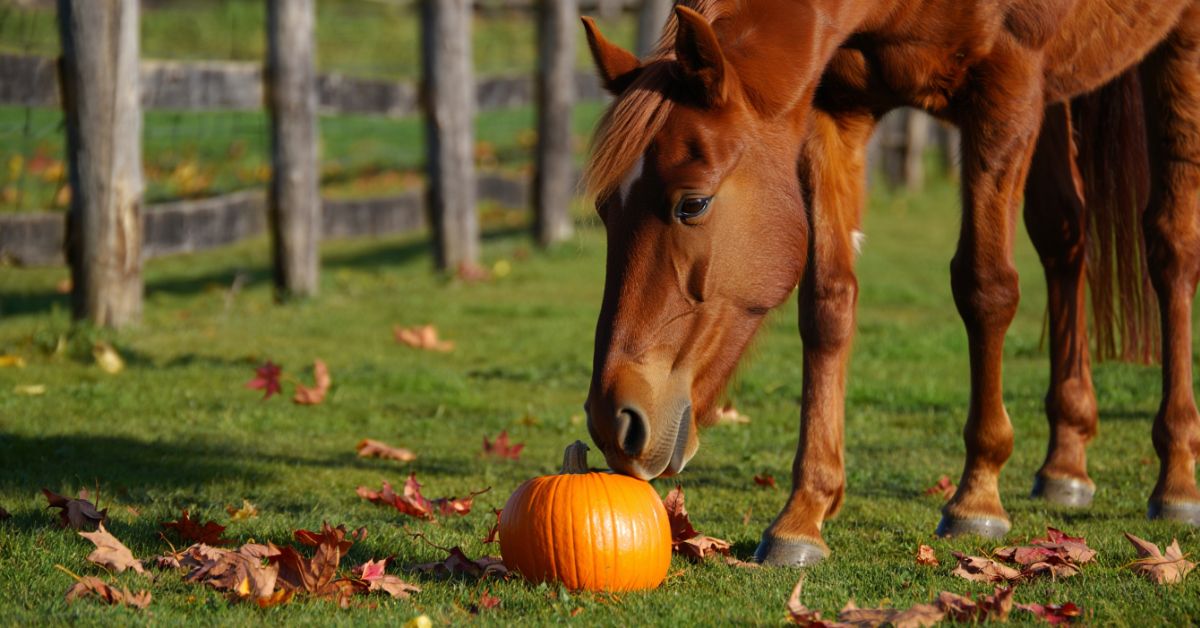 Can Horses Have Pumpkins