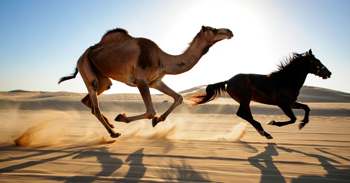 Can a Camel Outrun a Horse