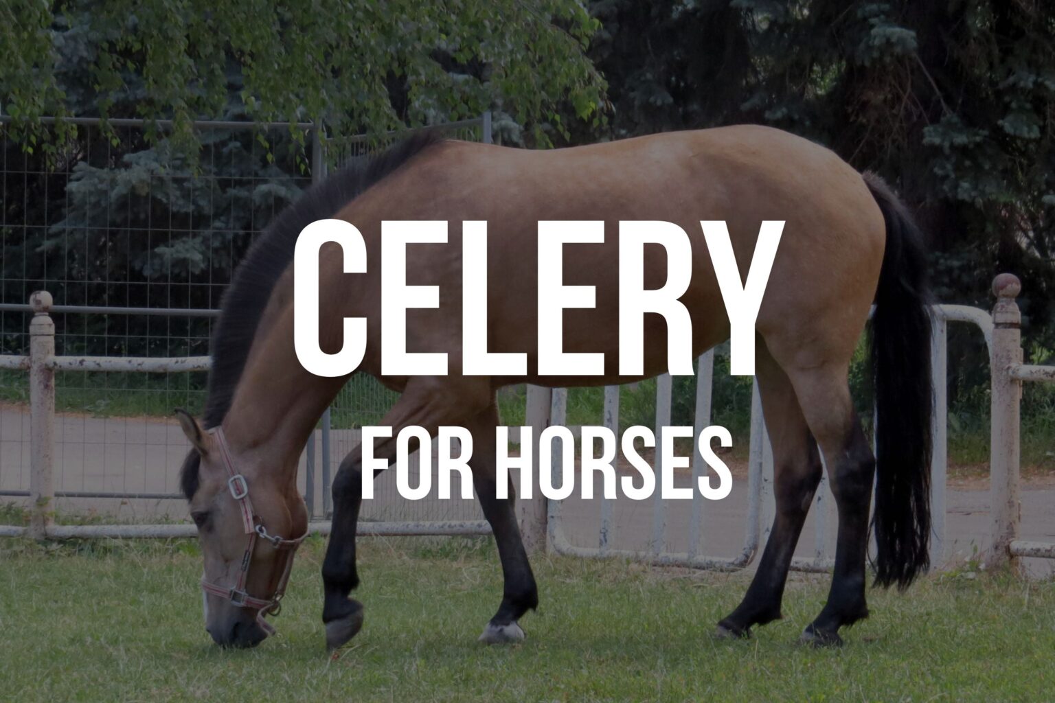 Can horses eat celery? The Definitive Guide for Horse Owners