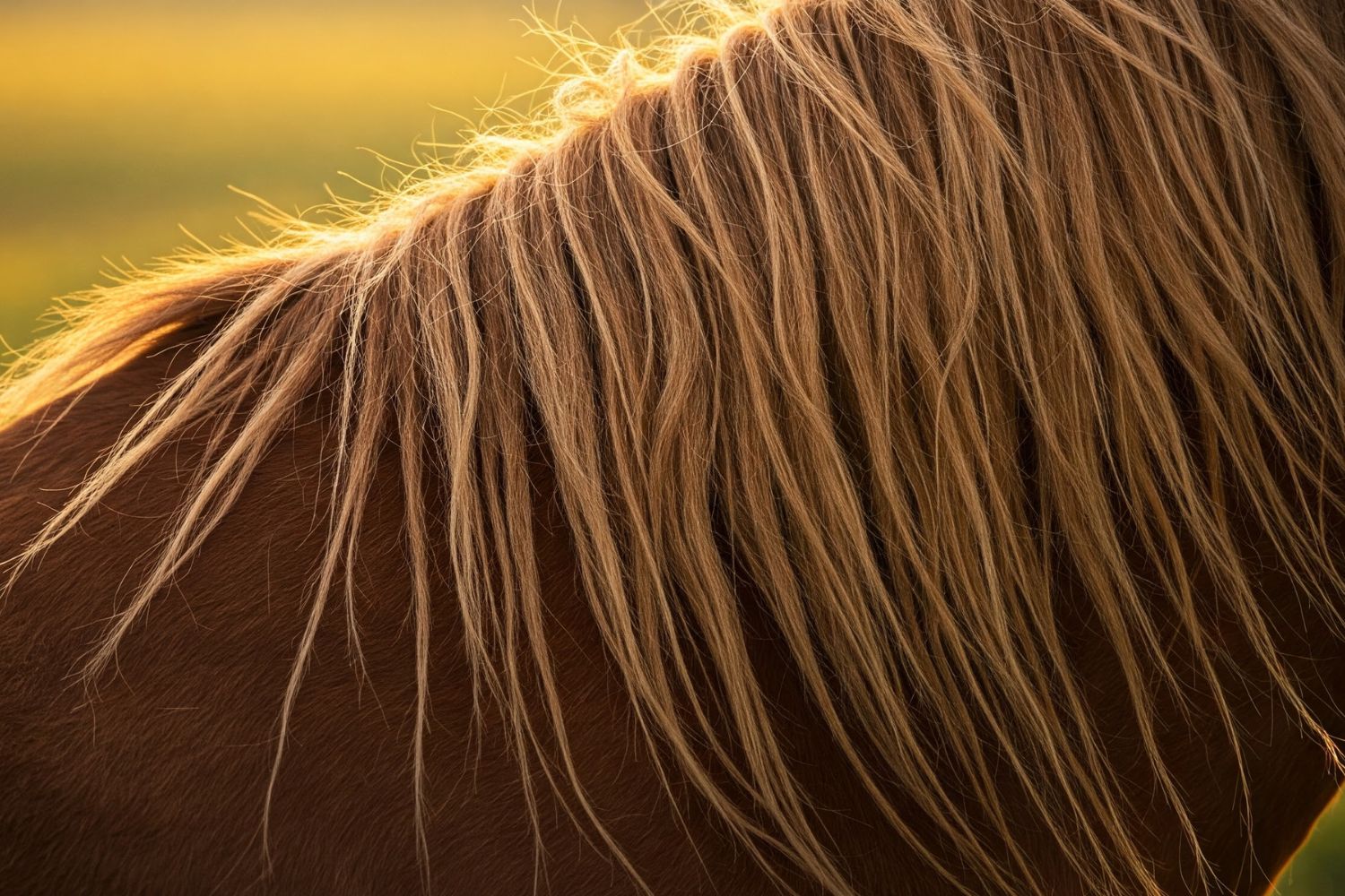 Do Horses Have Hair or Fur