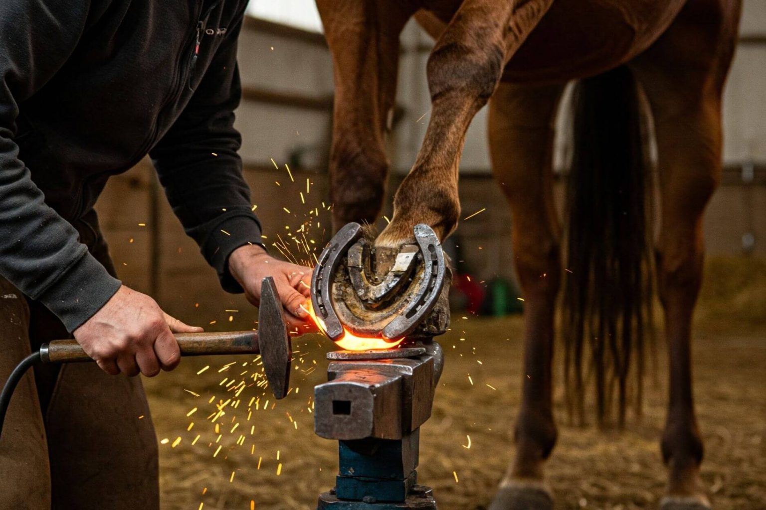 Do Horses Need Shoes? A Complete Guide to Equine Hoof Care