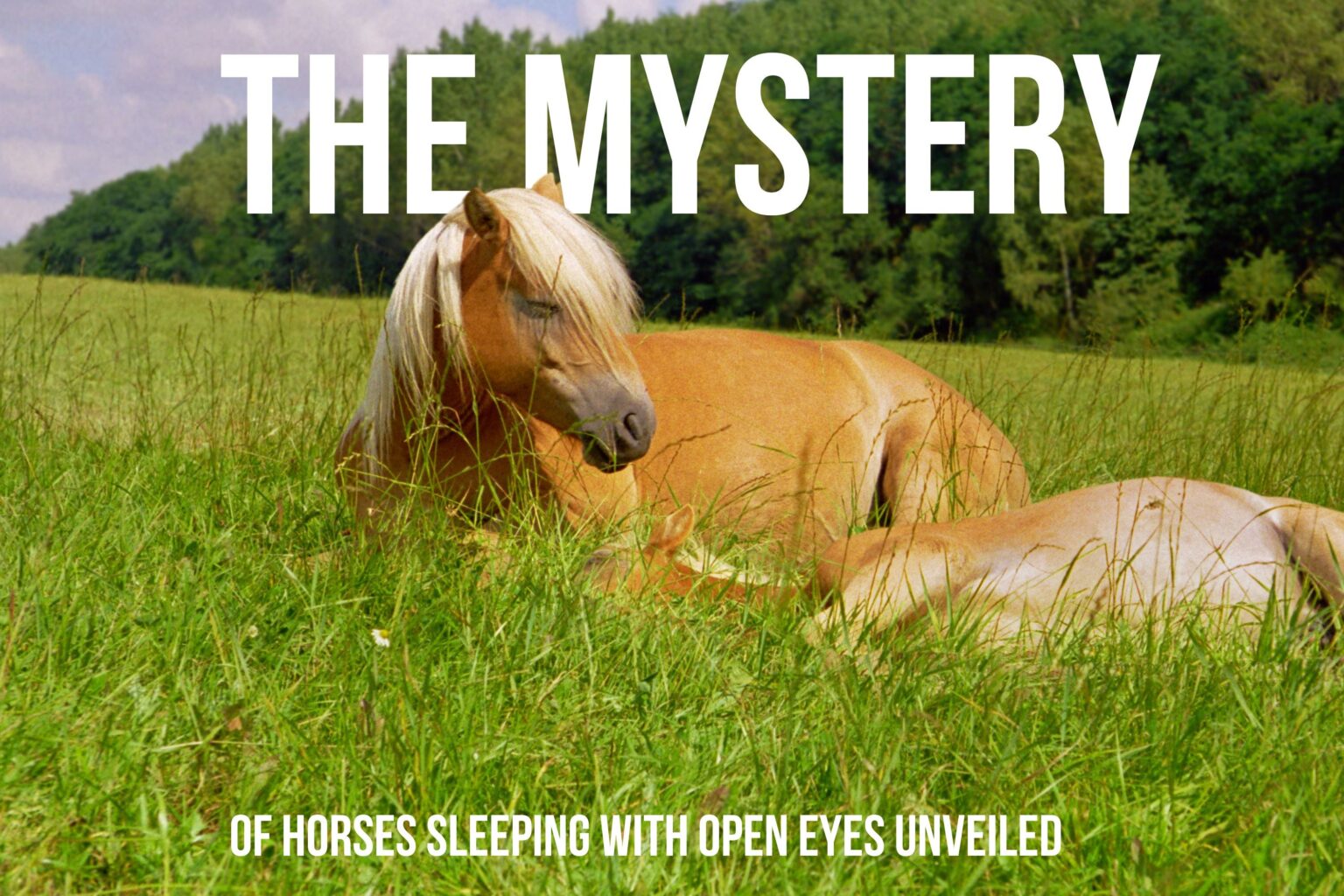 Do Horses Sleep with their Eyes Open?