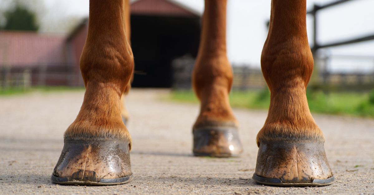 Do Horse Hooves Grow