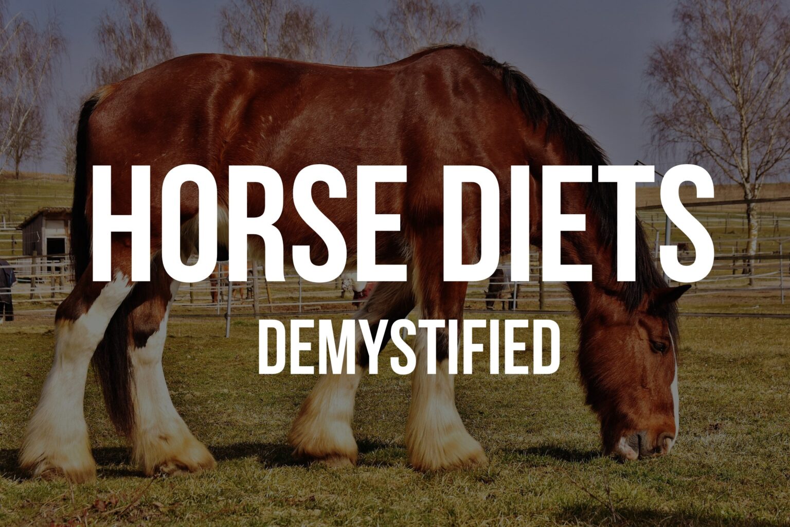 Do Horses Eat Meat? The Surprising Truth