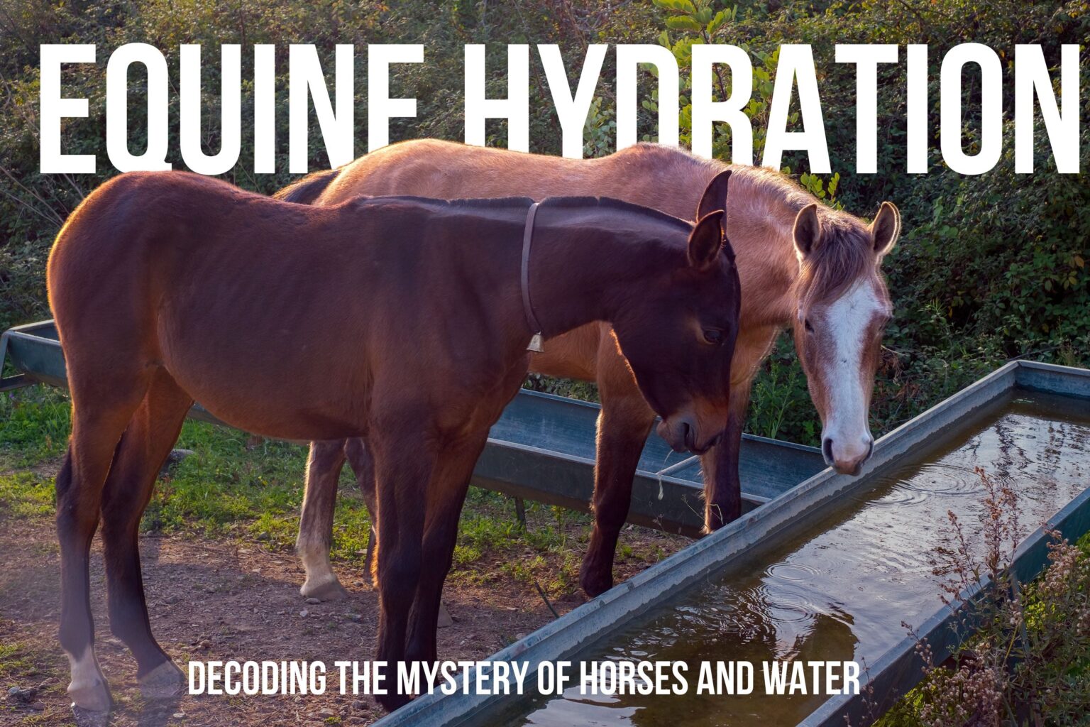 How Long Can Horses Survive Without Wate