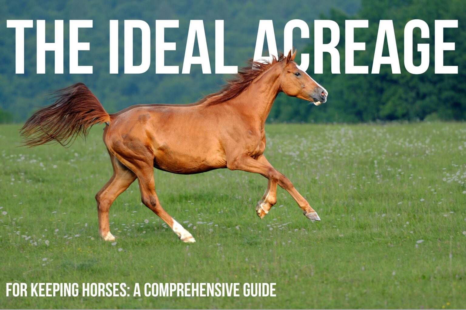 How Many Acres does a Horse Need