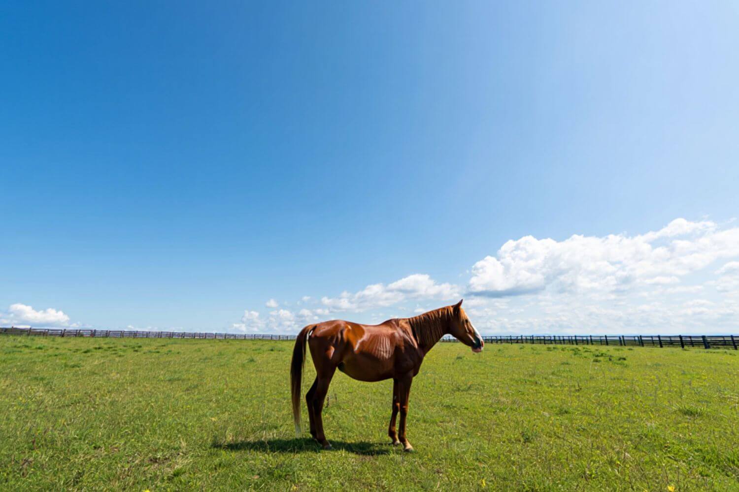How Much Space Does a Horse Need? Essential Guidelines for Equine Housing