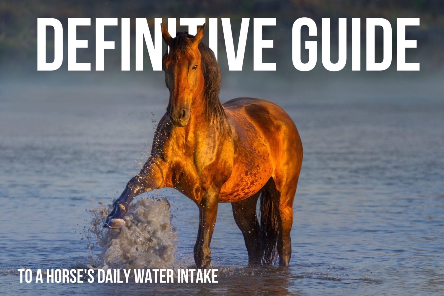 How Much Water Does a Horse Drink in a Day?