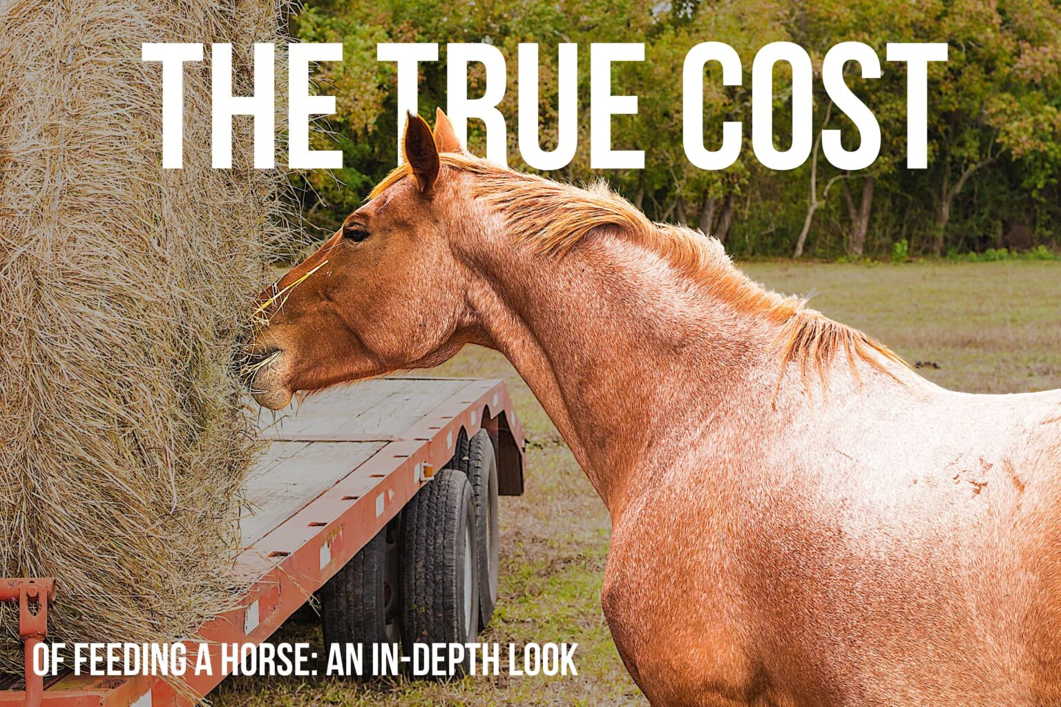 How Much does it Cost to Feed a Horse?