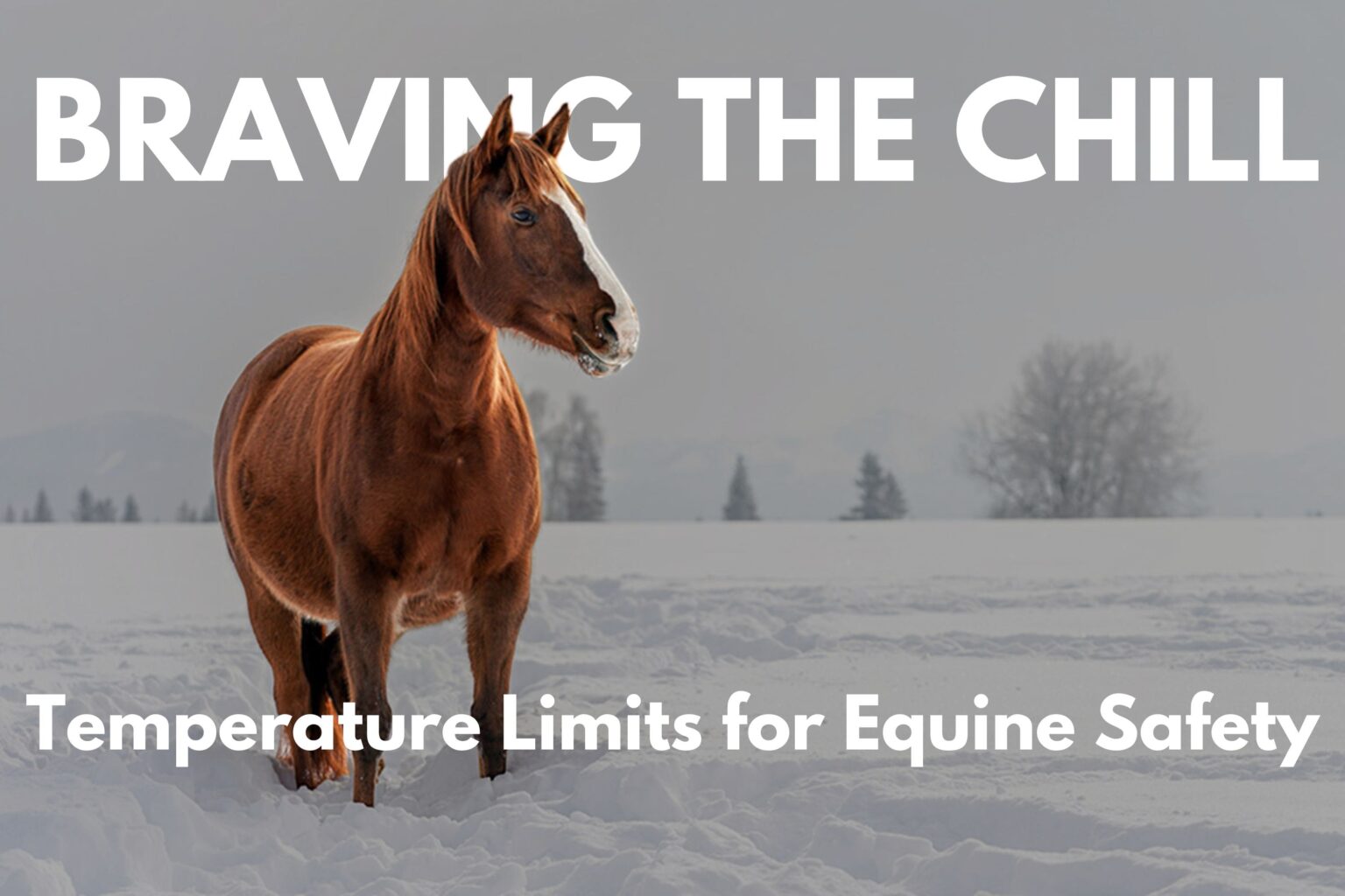 How cold can horses tolerate?