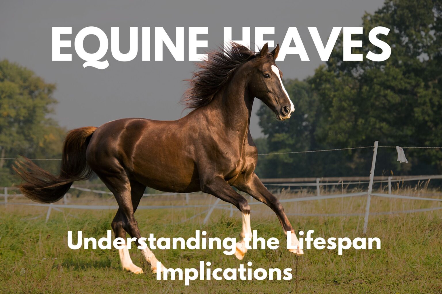 How long can a horse live with heaves?