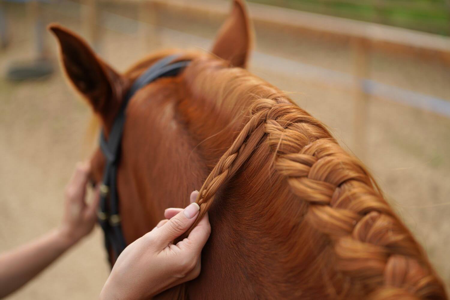 How to Braid a Horse’s Mane for Shows and Everyday Care: Ultimate Guide