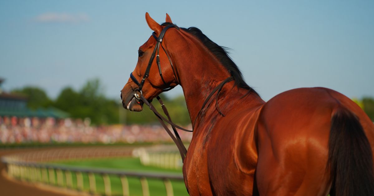 How Much Are Kentucky Derby Horses Worth