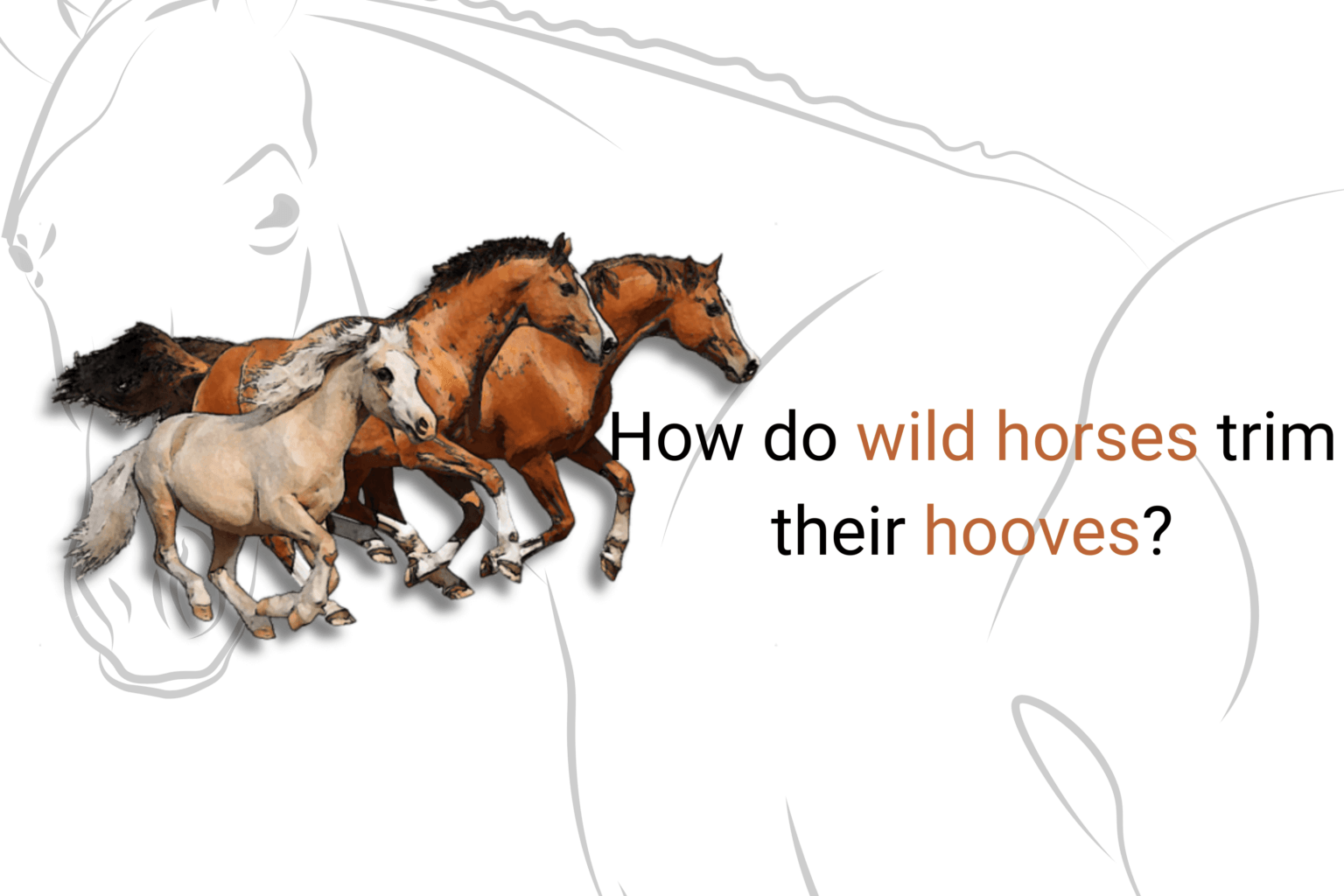 How do Wild Horses Keep Their Hooves Trimmed?