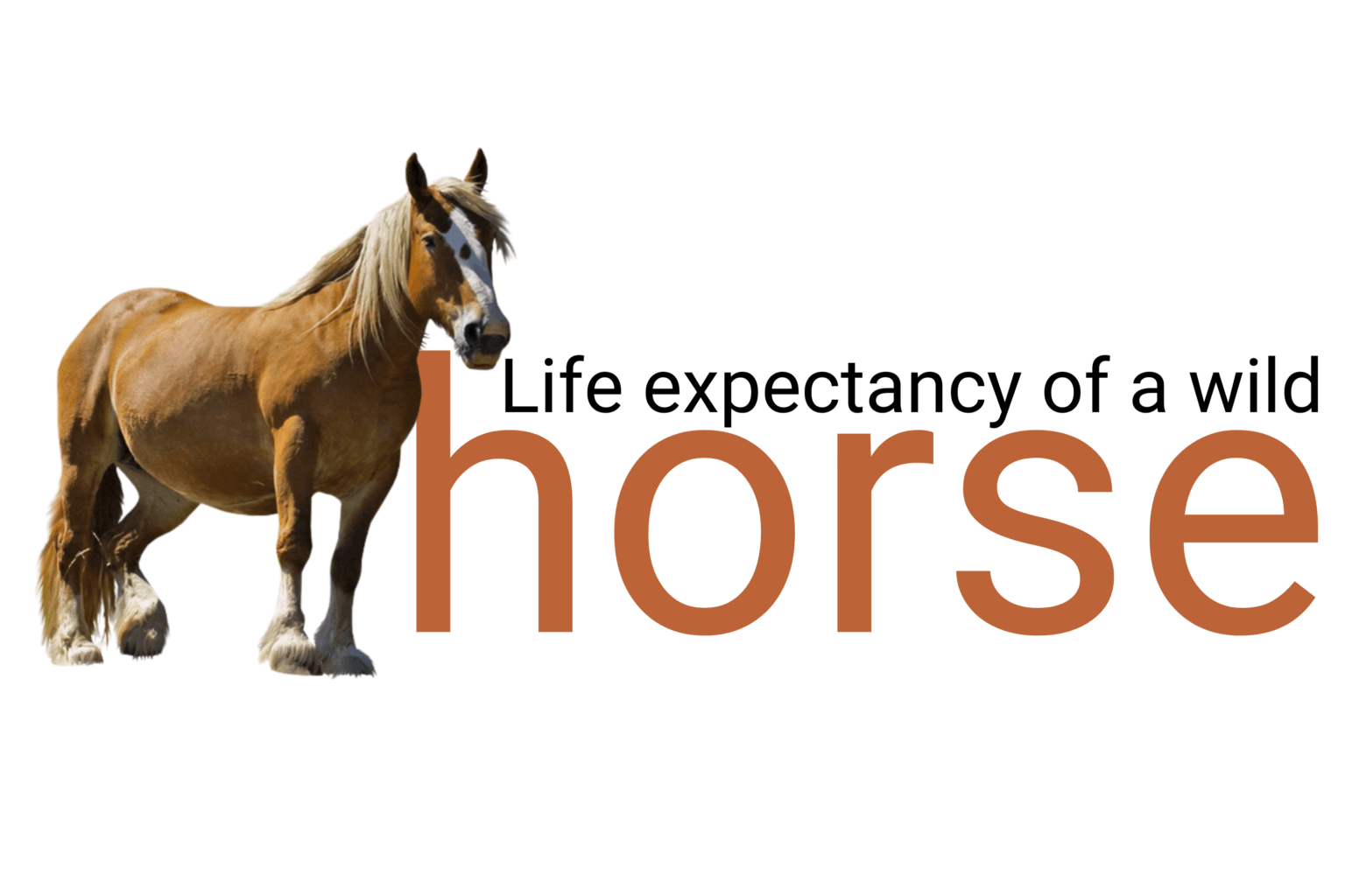 How long do horses live in the wild?