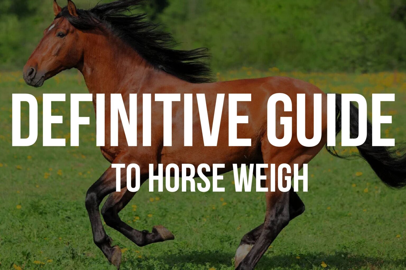 How much does a horse weigh?