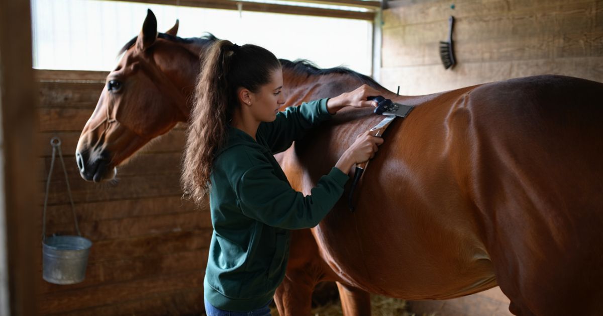 How to Clip a Horse