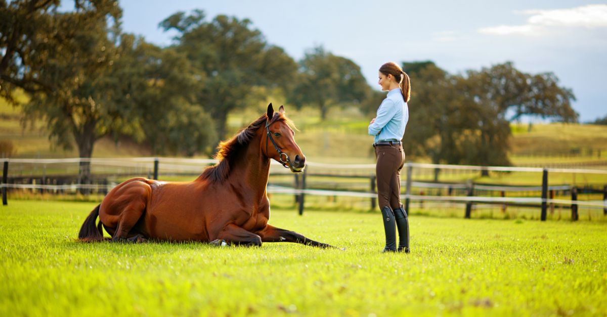 How to Teach a Horse to Lay Down: A Complete Step-by-Step Guide for Beginners