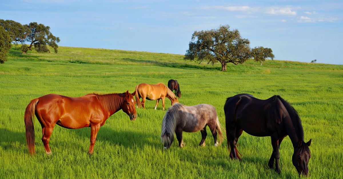 Is Fescue Hay Good for Horses