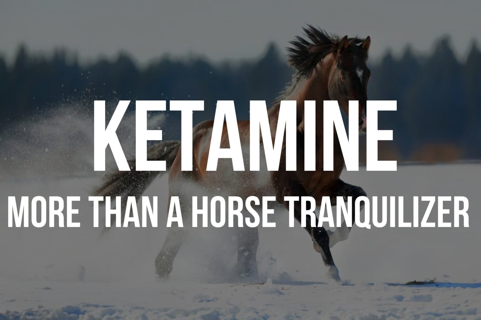 Ketamine's uses extend far beyond veterinary medicine. Learn the full history of this drug and examine if it's accurate to call it just a horse tranquilizer.