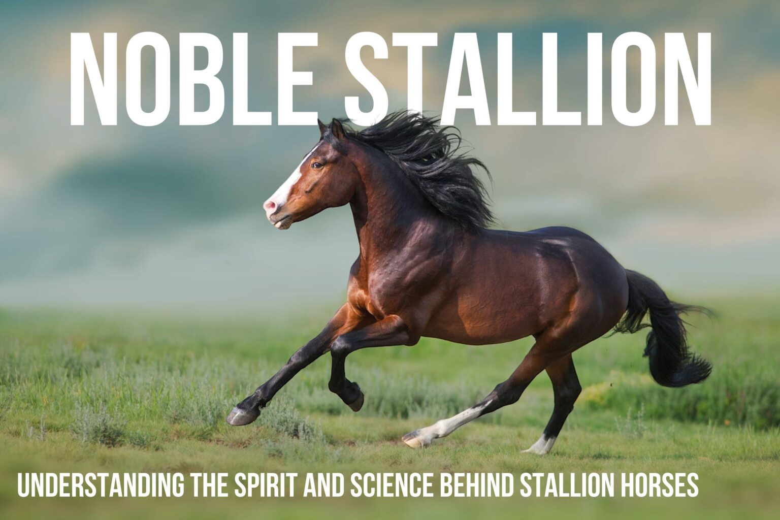 What is a Stallion Horse and Why it Captivates Us?