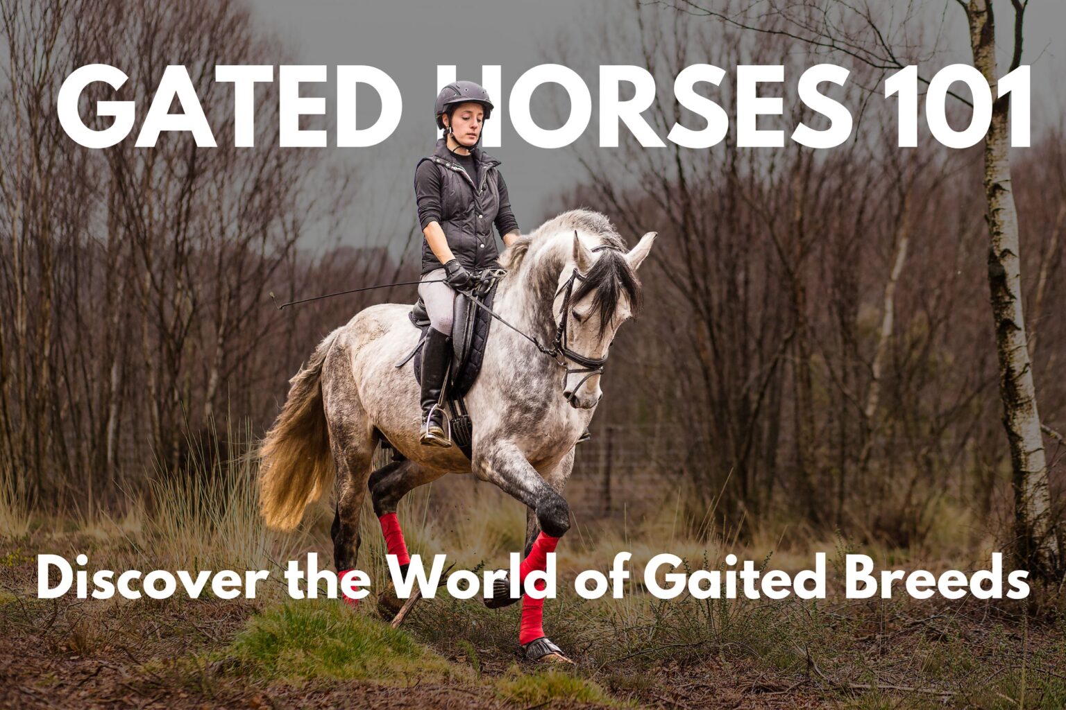 What is a gated horse?