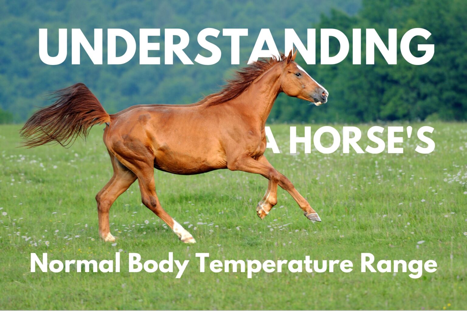What is the Normal Temperature for a Horse