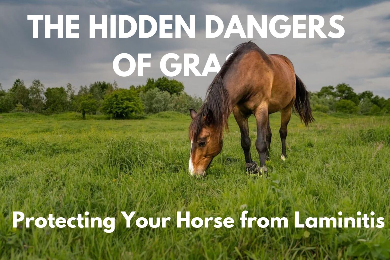 When is Grass Most Dangerous for Horses?