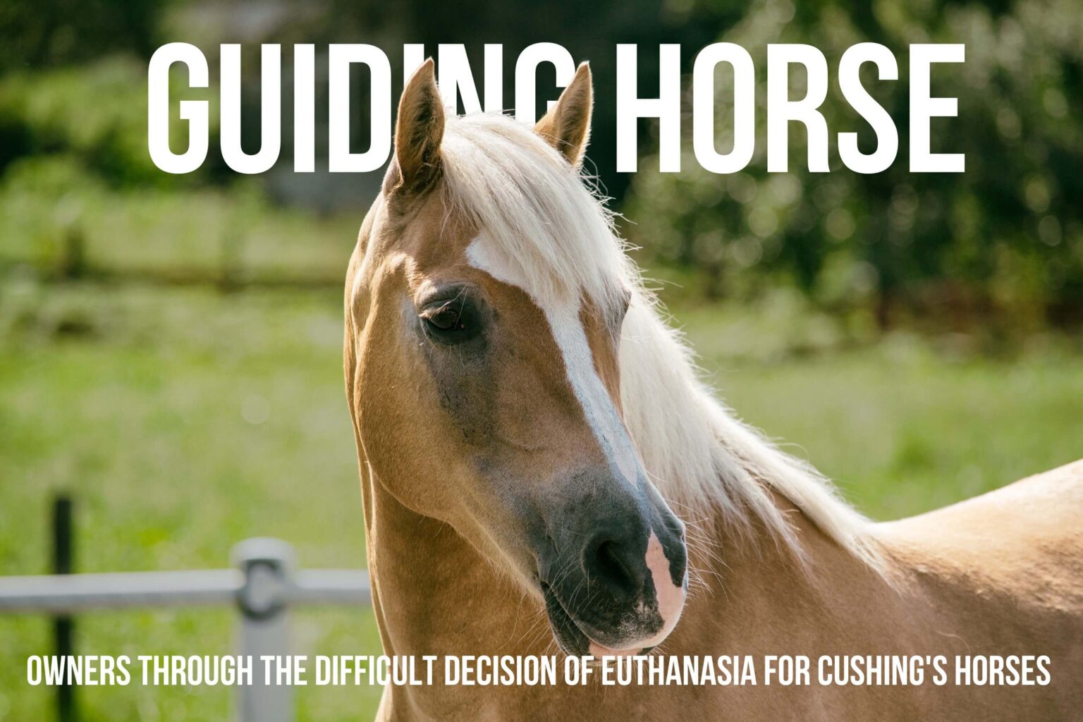 When to Euthanize a Horse with Cushing’s