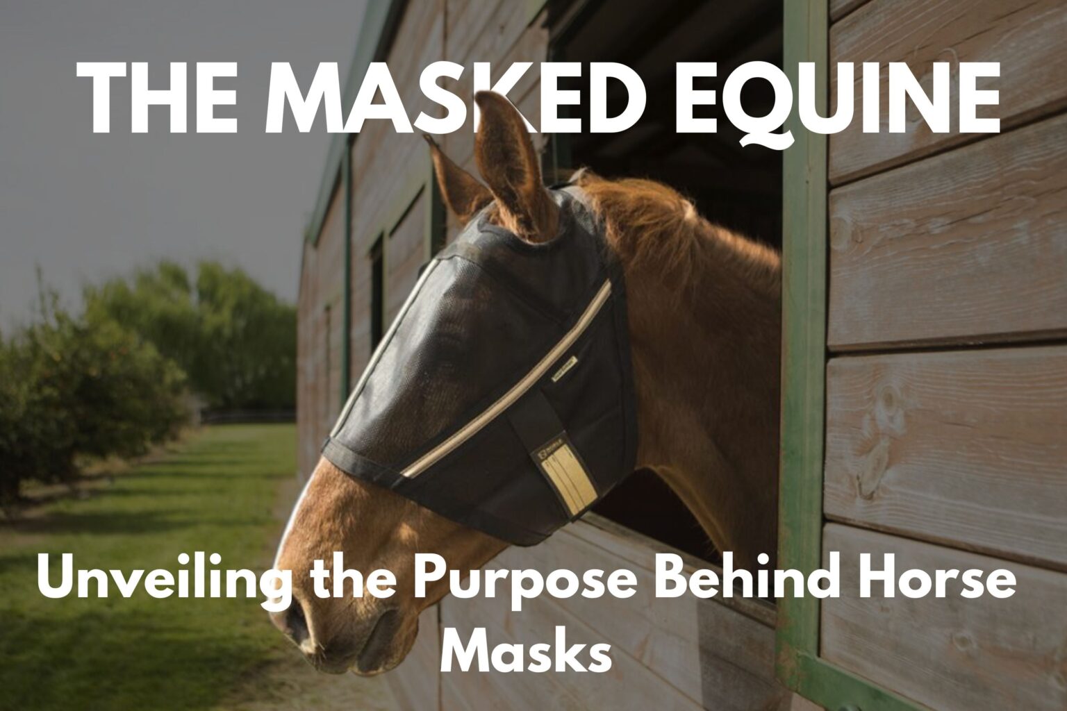 Why do horses wear masks?