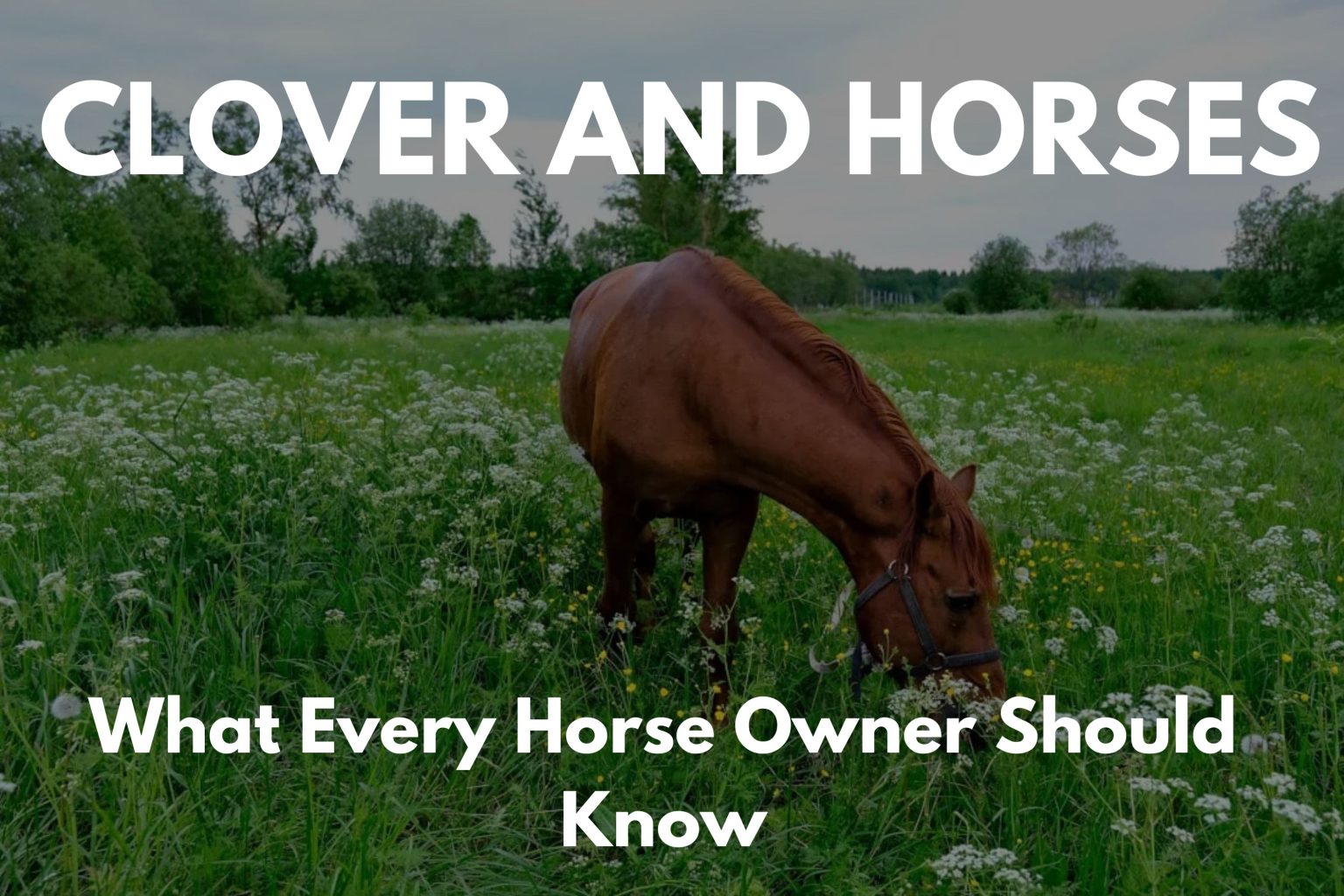 Can Horses Eat Clover?