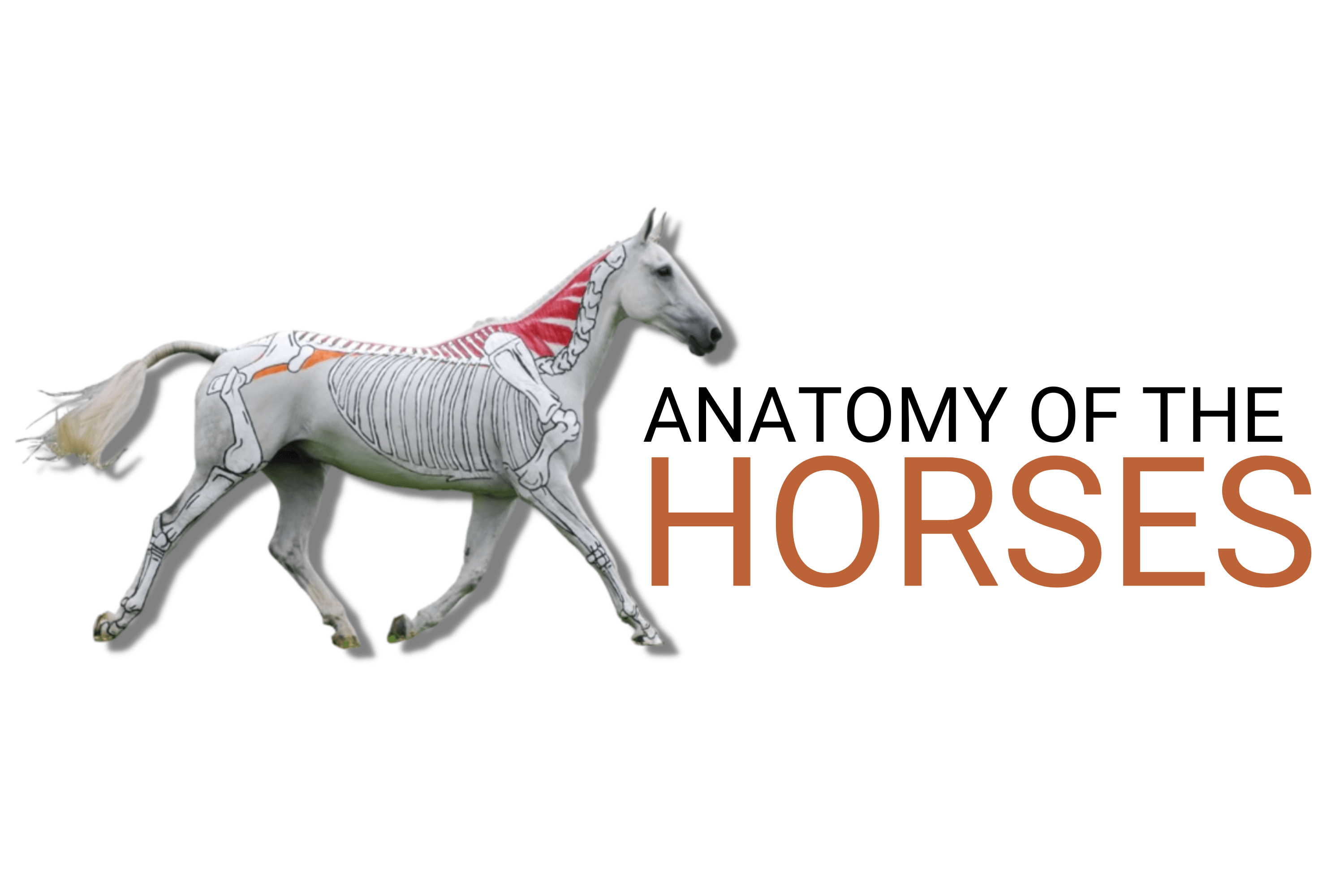 Anatomy of a horse